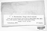 Gymnosporangium clavariiforme image